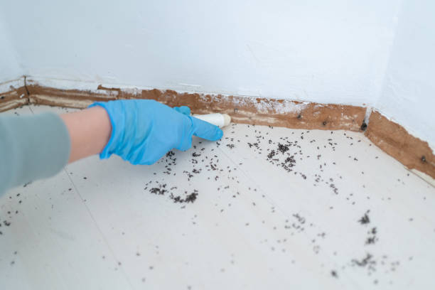 Professional Pest Control in Westwood, NJ